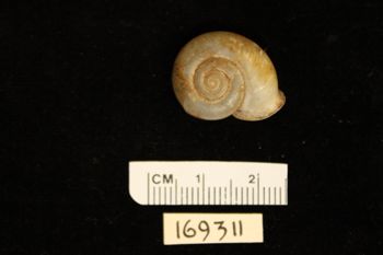 Media type: image;   Malacology 169311